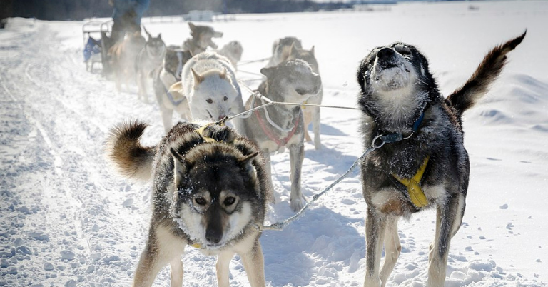 Colorado Dog Sledding