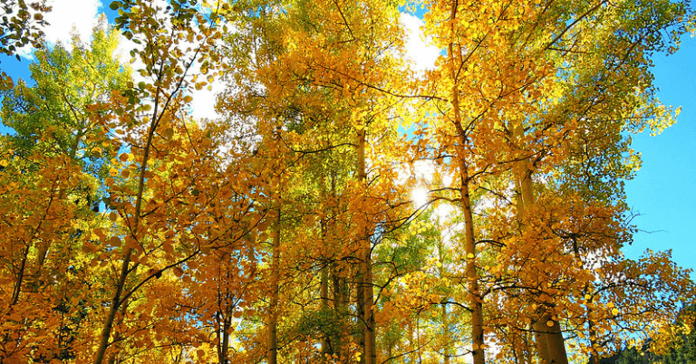 Mosca Pass Trail